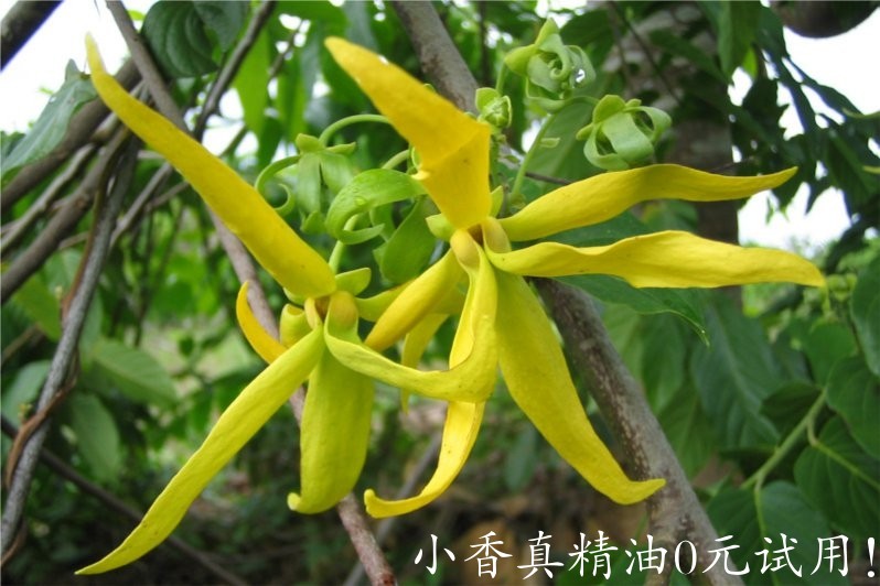 依兰依兰(香水樹)ylang ylang complete-Cananga Odorata.jpg