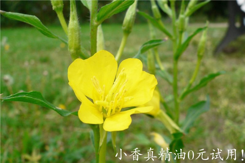 月见草 evening primrose-Oenothera Biennis.jpg