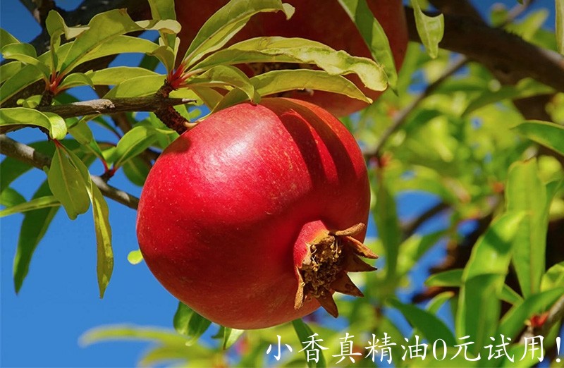 石榴籽_hero_pomegranate.jpg