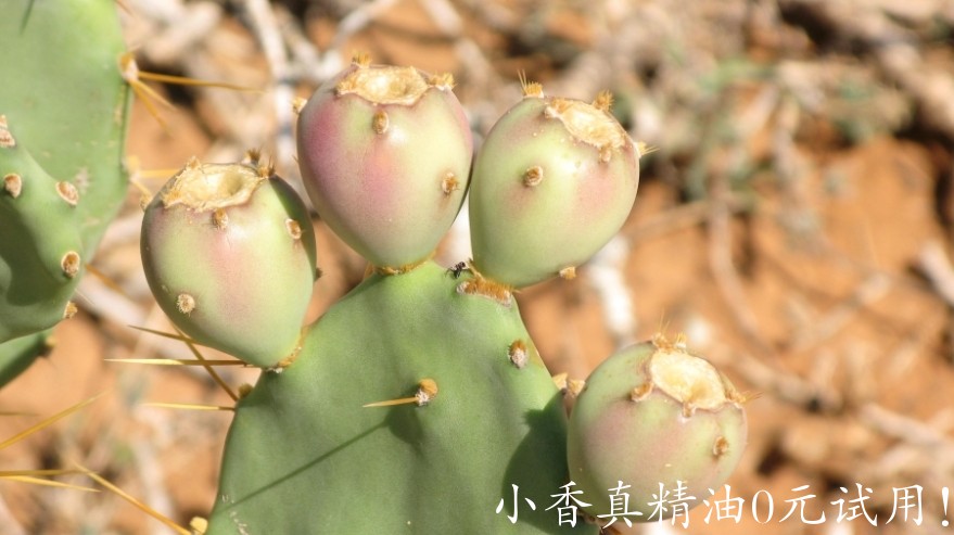 马达加斯加岛仙人掌Opuntia strictaIMG_3493.jpg