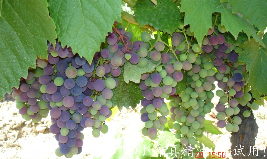 葡萄籽grape.JPG