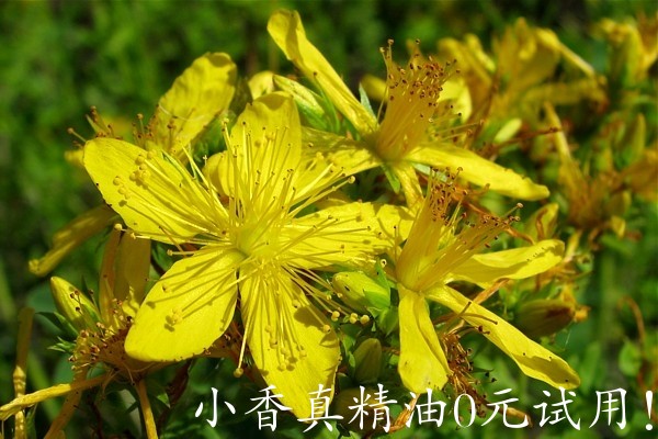 圣约翰草St_Johns_Wort_Flower01.jpg