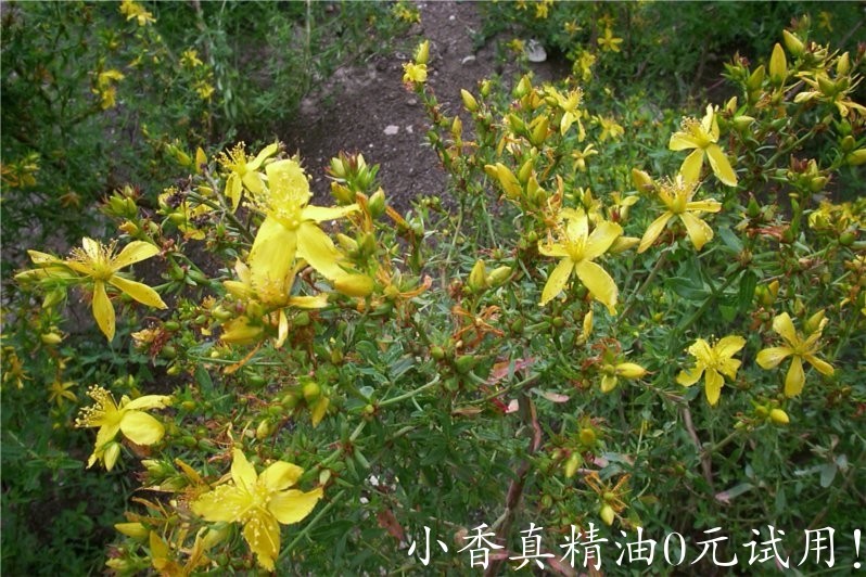 圣约翰草 st john's wort-Hypericum Perforatum 11.jpg