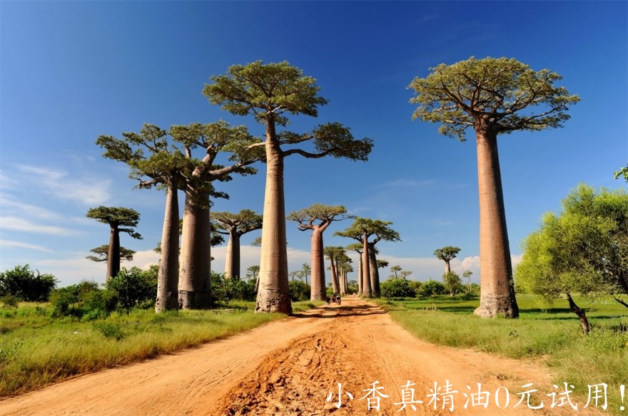 猴面包树Baobab-for-desktop-background.jpg