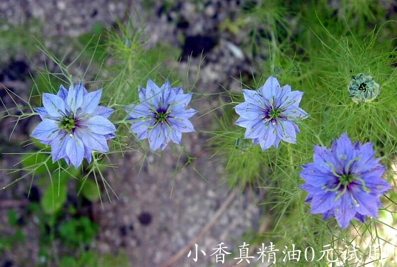 黑种草nigella-sativa-black-cumin-seed-002.jpg