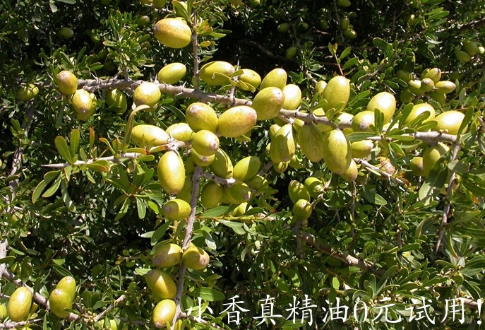 阿甘 摩洛哥坚果油argania-spinosa-photo6.jpg