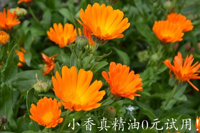 金盏菊Calendula-7214257634_90c7a674de_z.jpg