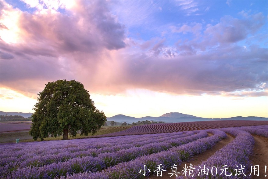 薰衣草bridestowe-lavender-banner-502A6717.jpg