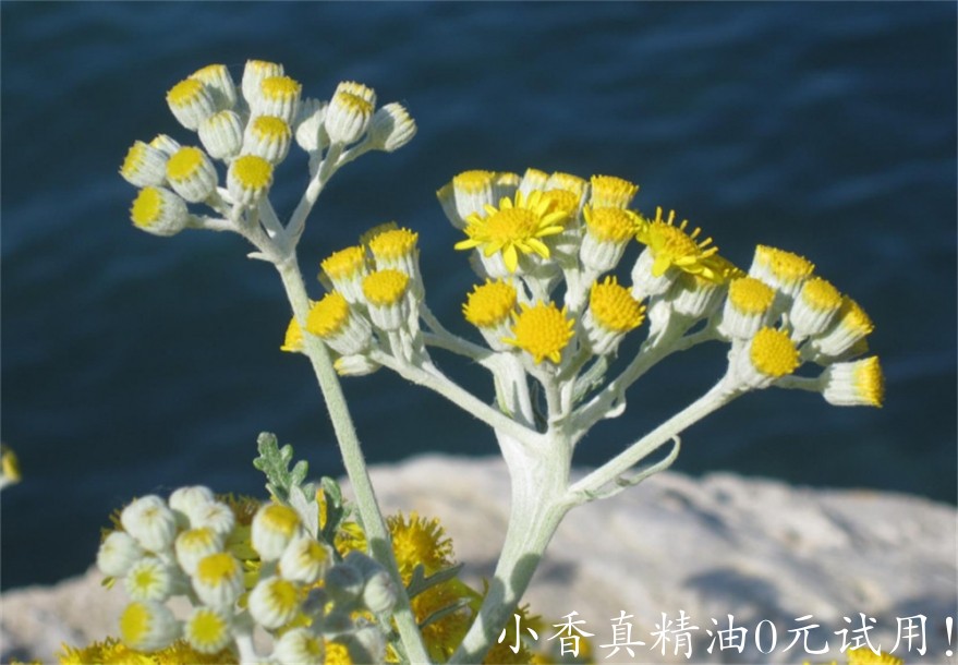 永久花微信图片_20201127222504.jpg