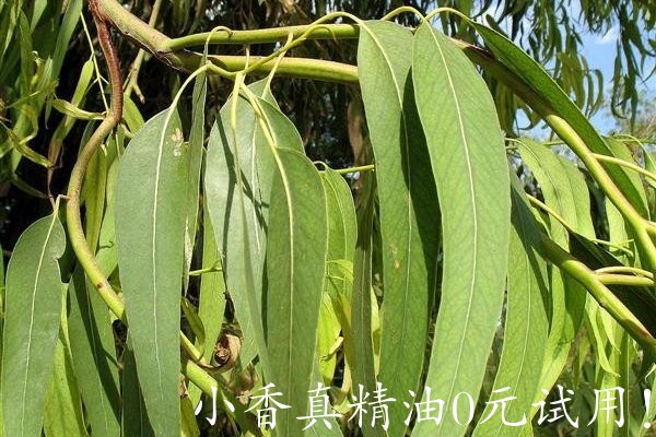 史密斯尤加利树 eucalyptus smithii-Eucalyptus Smithii.jpg