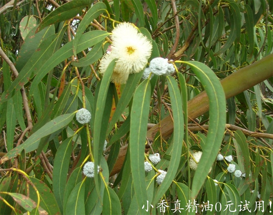 蓝胶尤加利Starr_051123-5467_Eucalyptus_globulus.jpg