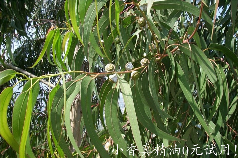 藍膠尤加利 eucalyptus globulus-Eucalyptus Globulus.jpg