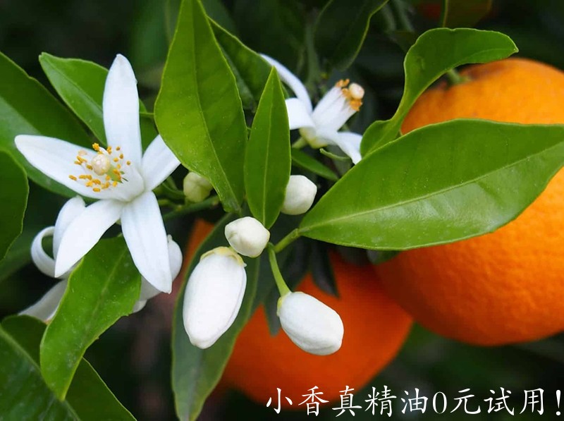 橙花Neroli.jpg