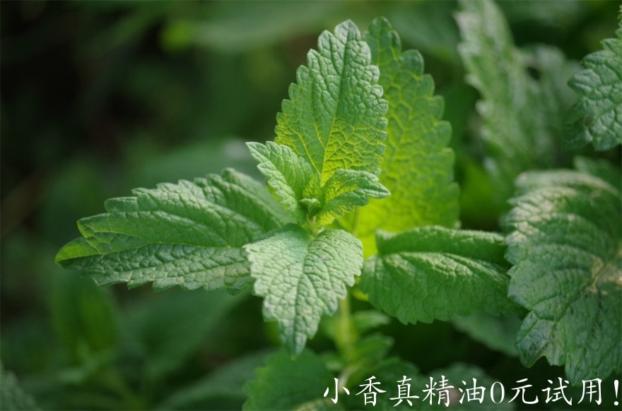 香蜂草Image by Ajale from Pixabay.jpg